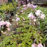plants Image 2