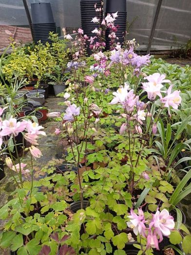 plants
