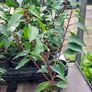 Portuguese Laurel Image 3