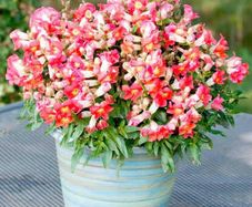 (S) Snapdragon Antiquity seeds (15s) (415281)