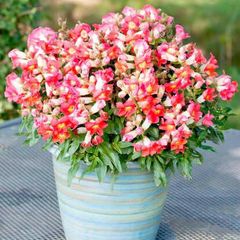 (S) Snapdragon Antiquity seeds (15s) (415281)