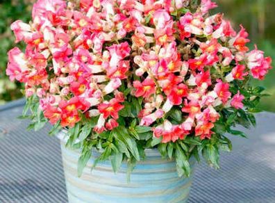 (S) Snapdragon Antiquity seeds (15s) (415281)
