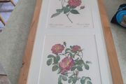 Framed Tripl Photo Of Roses Prints