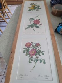 Framed Tripl Photo Of Roses Prints