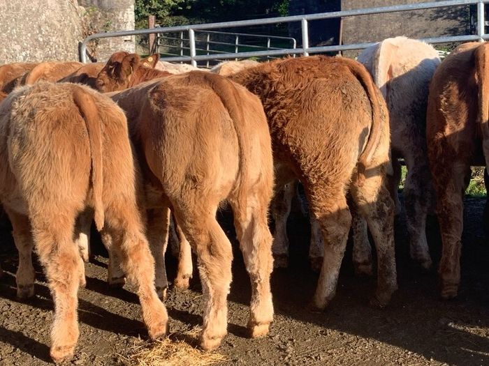 20, 320kg u grade charlaois and limousine heifers