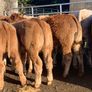 20 u grade charlaois and limousine heifers Image 9