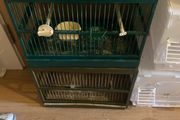bird cages , travel and mule