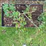 Flower pots/planters Image 3