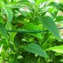 Quality Green Metal Plant Supports x 9 Image 5