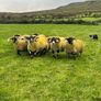 Lanark rams Image 2