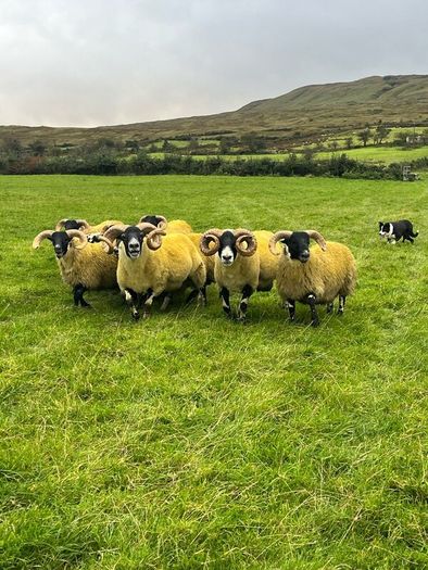 Lanark rams