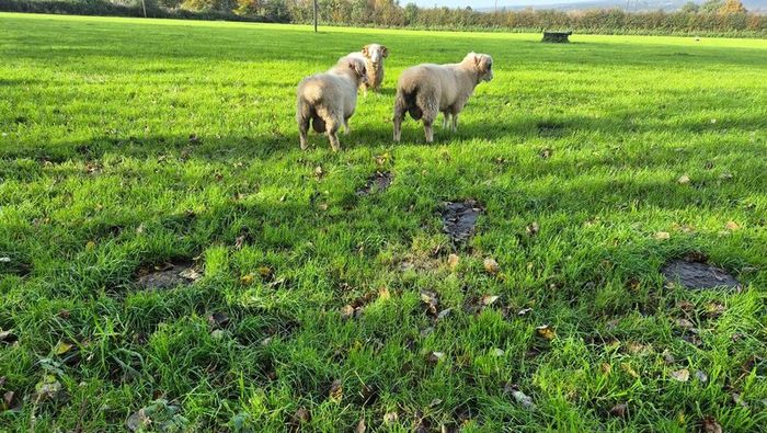 Dorset Rams
