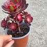 plant Image 3