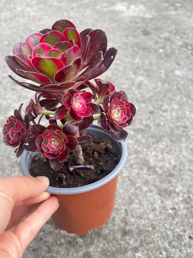 plant