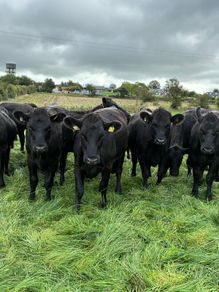 Angus heifers