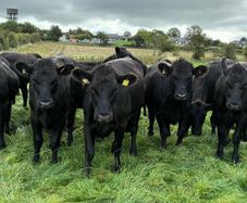 Angus heifers