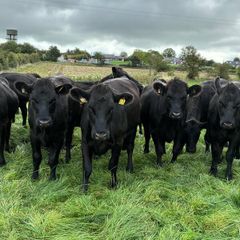 Angus heifers