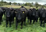 Angus heifers