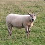 Ewe Hoggets Image 3