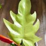 No.1 Philodendron Radiatum Variegated Image 3