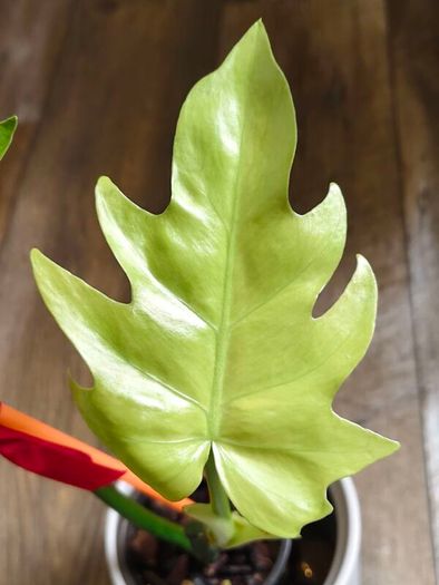 No.1 Philodendron Radiatum Variegated