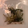 Bucephalandra Image 9