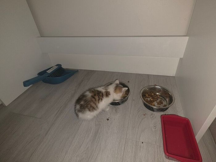 kitten