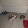 kitten Image 4