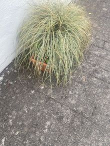 plant grass