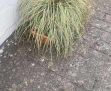 plant grass