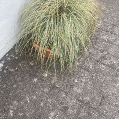 plant grass