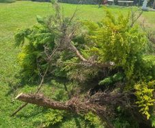 trees