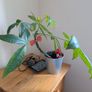 Moneytree Image 3