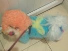 Dog grooming Blackrock Image 9
