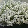 (A) Alissum Benthamii seeds 0.5g (approx. 1250 seeds) (414178) Image 2
