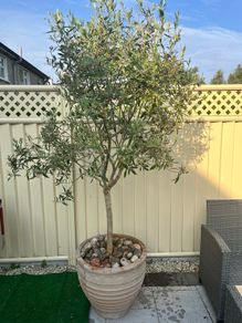 Mature Olive Trees in Ceramic Pots