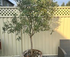 Mature Olive Trees in Ceramic Pots