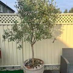 Mature Olive Trees in Ceramic Pots