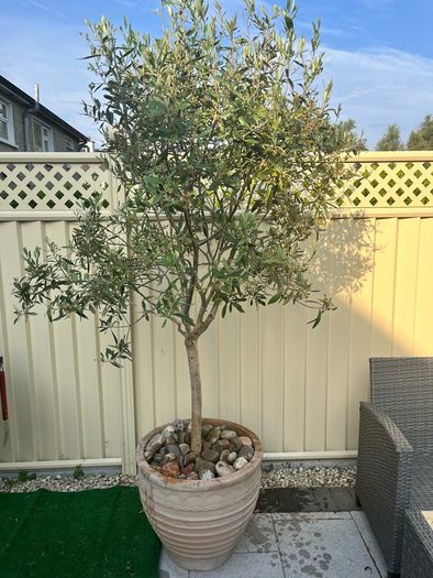Mature Olive Trees in Ceramic Pots