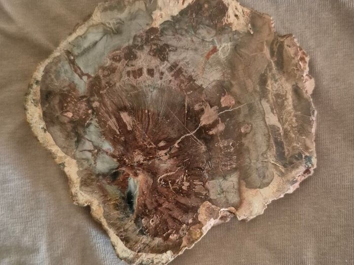 Fossilized wood, Madagascar, Triassic period. With metal display stand.