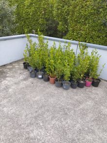 Potted Laurel and Grisilinia