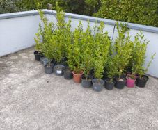 Potted Laurel and Grisilinia