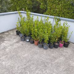 Potted Laurel and Grisilinia
