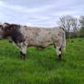 PBR Shorthorn Bull Image 7