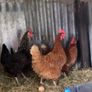 9 lovely hens for sale Image 3
