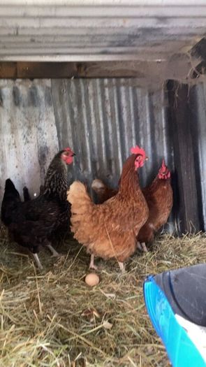 9 lovely hens for sale