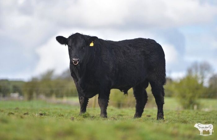 Purebred Angus bulls