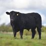 Purebred Angus bulls Image 3