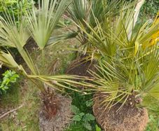 3x Tropical Style plants