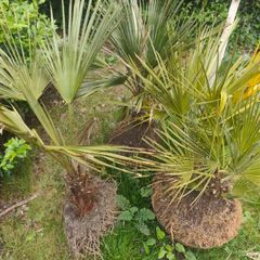 3x Tropical Style plants
